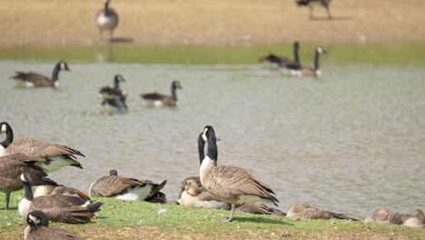 canada goose in its natural environment canada goose, flock of geese on a spring lake, uk