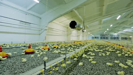 hatched chicks on farm. young yellow chickens on a poultry farm