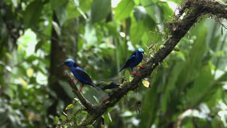 honeycreeper de patas rojas macho y hembra en la rama mientras llueve mucho