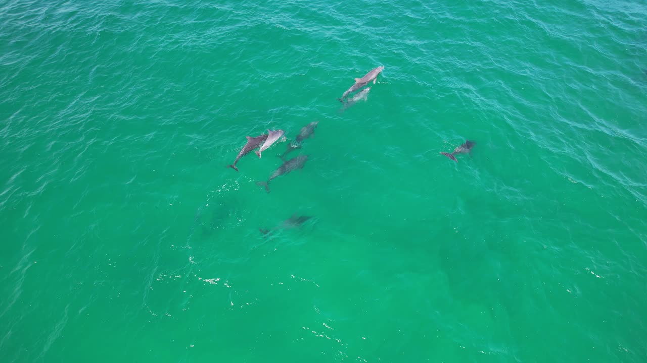 grupo de delfines nariz de botella nadando en el océano en nueva gales del sur, australia