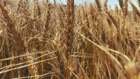 this captivating close-up shot immerses viewers in the beauty of a grain field intricate details of mature grain stalks, showcasing their golden hues and swaying in the gentle breeze