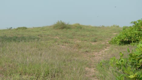 Fokussierter-Wilder-Pfad-In-Einem-Kargen-Feld-Mit-Niedriger-Vegetation