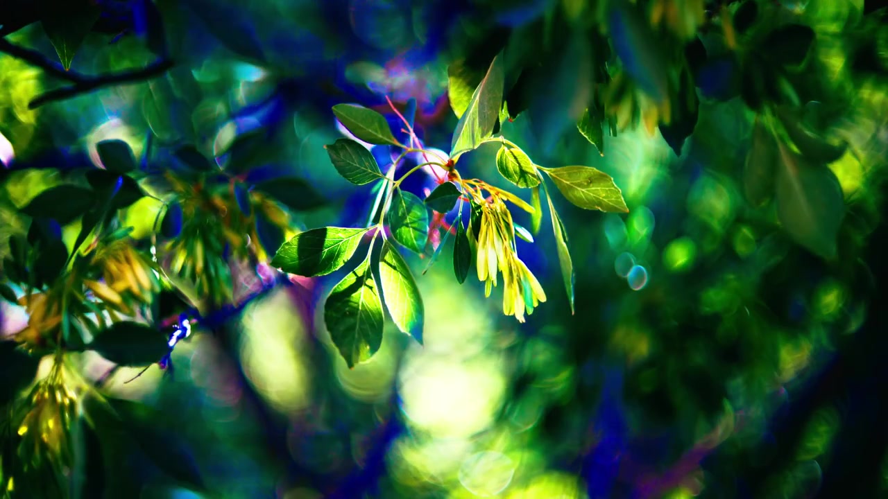 Fondo floral de verano y metraje B