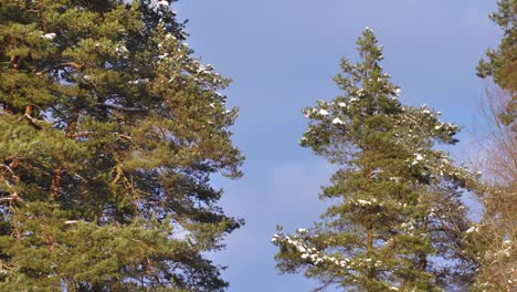 La-Nieve-En-Un-Día-Soleado-Se-Encuentra-En-Ramas-De-Pino