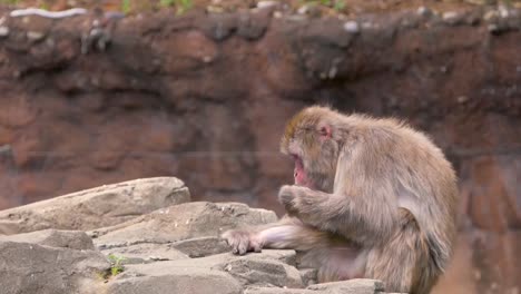 Snow-Monkeys-of-Jigokudani