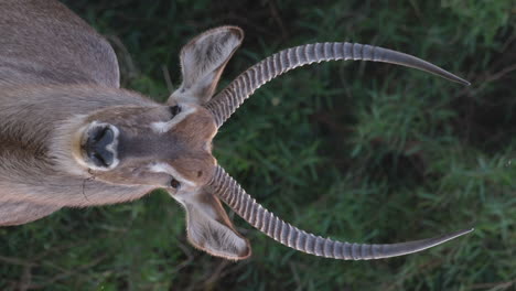 vertical shot of waterbuck in its natural habitat - close up