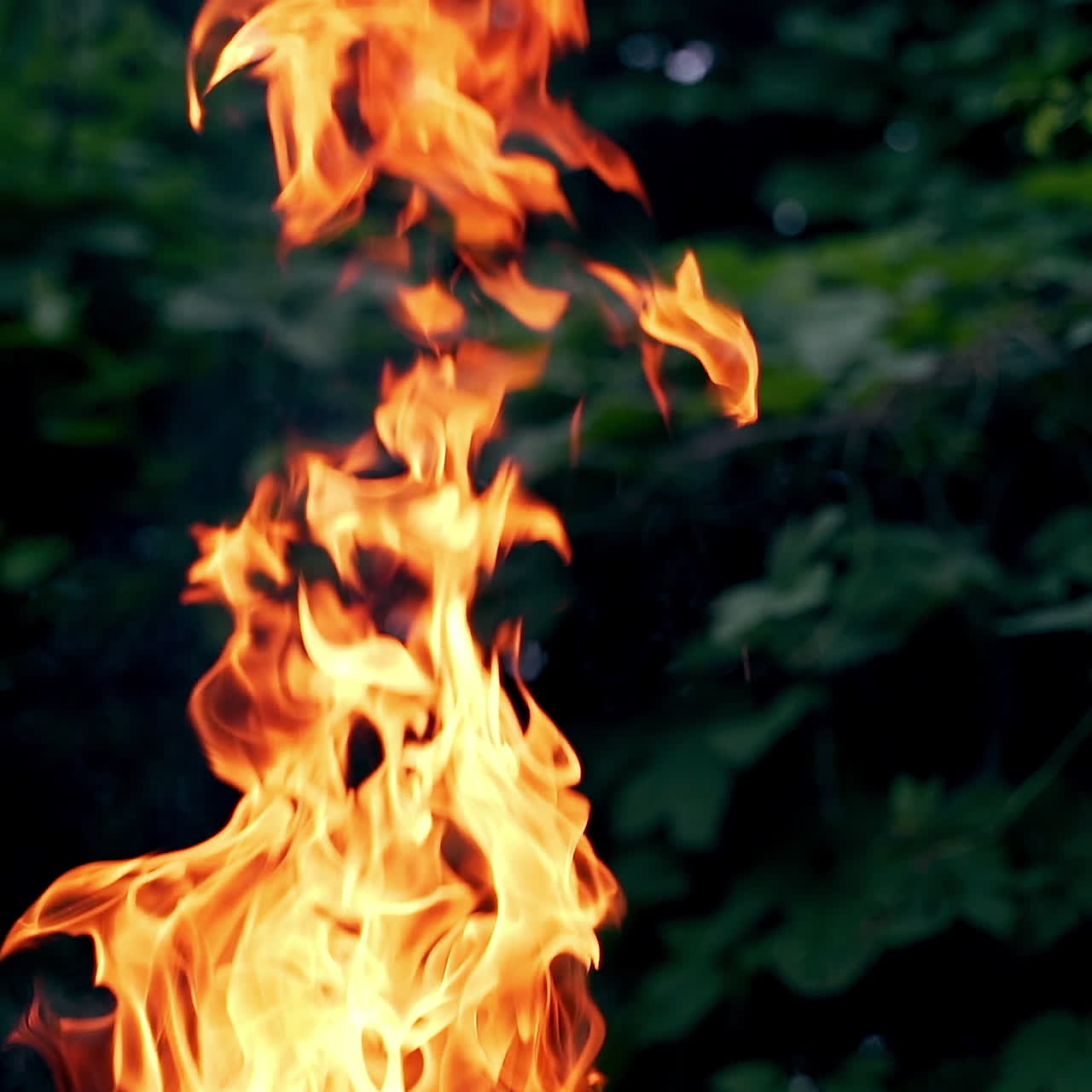 Burning fire on natural background in the evening. Fire flames on black background outdoors. Slow motion