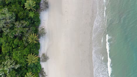 Cape-Tribulation-Beach-Und-Palmen-Bewegen-Sich-Von-Oben-Nach-Unten-Aus-Der-Luft,-Daintree-Regenwald,-Queensland,-Australien