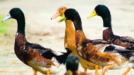 group of colorful ducks on a path with ducklings in bangladesh - desi ducks