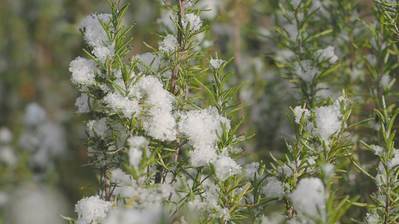 눈으로 인 로즈마리 식물