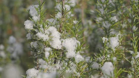 planta de romero cubierta de nieve