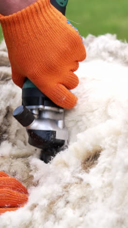 sheep shearing