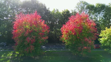 trees with red and pink leaves and a