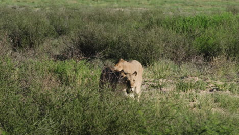 Leonas-Deambulando-Por-El-Desierto-Del-Parque-Safari-En-Sudáfrica