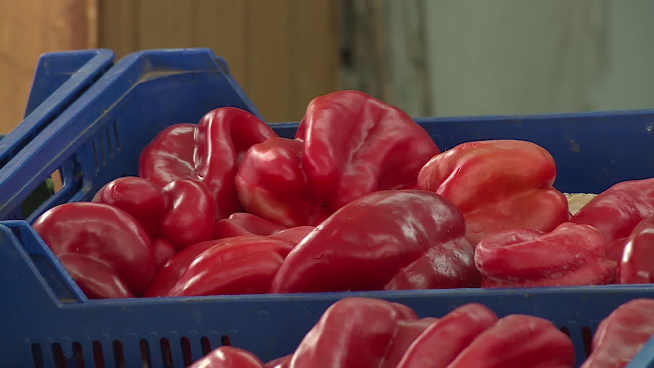 Red Bell Peppers in Blue Crates