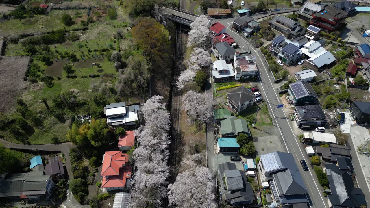 Top down flying over rural village in Japan with sakura cherry blossoms