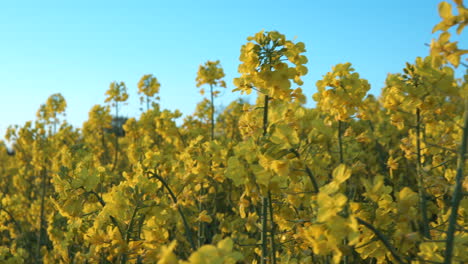 Dolly-Disparó-A-Lo-Largo-De-La-Pradera-Floreciente-Del-Campo-De-Flores-De-Canola