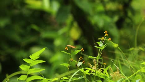 Tropischer-Buckeye-Schmetterling,-Der-Am-Sonnigen-Morgen-Im-Garten-Auf-Dem-Blütenstiel-Geparkt-Ist