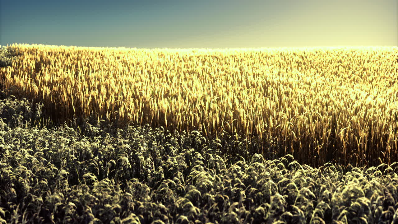 Golden waves of wheat stretching under a bright blue sky at sunset