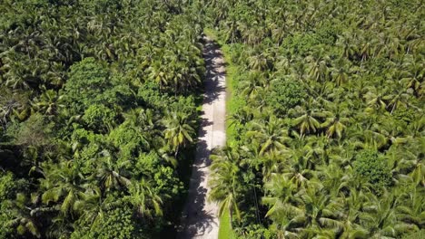 aerial tracking shot of scooter driving on palm tree lined road in siargao, the philippines