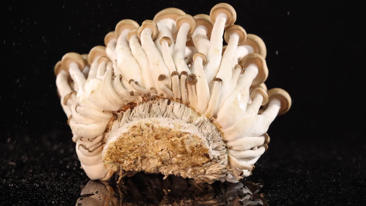 A cluster of brown beech mushrooms rotates on a glossy black surface while being sprayed with water, under dramatic studio lighting and high-speed camera work