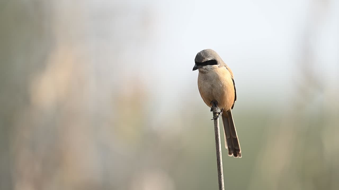 An alert Long-tailed Shrike scans the ground for movement, showcasing its predatory instincts as a "butcherbird."