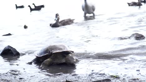 Turtles-and-birds-feeding-at-edge-of-lagoon