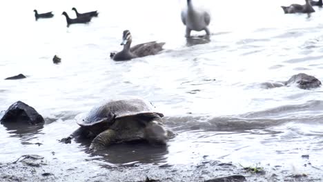 turtles and birds feeding at edge of lagoon