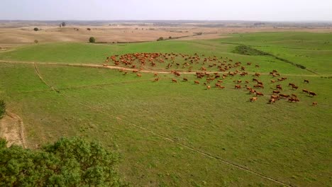 Rebaño-De-Vacas-En-Los-Pastos-En-Portugal