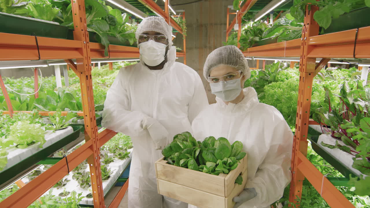 Vertical Farm Workers With Spinach Seedlings