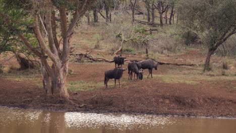 Wildebeest-are-cautious-about-approaching-muddy-African-watering-hole