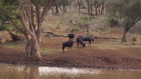 Gnus-Sind-Vorsichtig,-Wenn-Sie-Sich-Einer-Schlammigen-Afrikanischen-Wasserstelle-Nähern