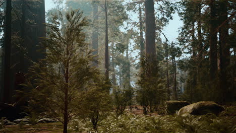 alto bosque de secuoyas en el parque nacional de yosemite