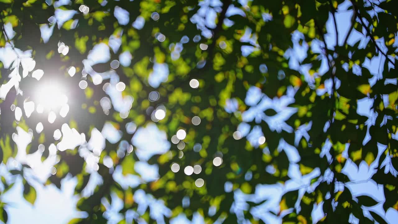 Blurred bokeh effect of sunlight filtering through leaves, captured from a low angle