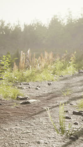 misty country road in the morning