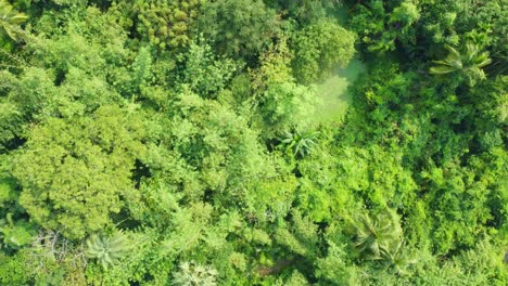 Luft--Oder-Draufsicht-Auf-Tiefgrünen-Wald-Oder-Dschungel