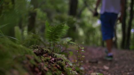 Hiking-Through-New-Zealand-Forest