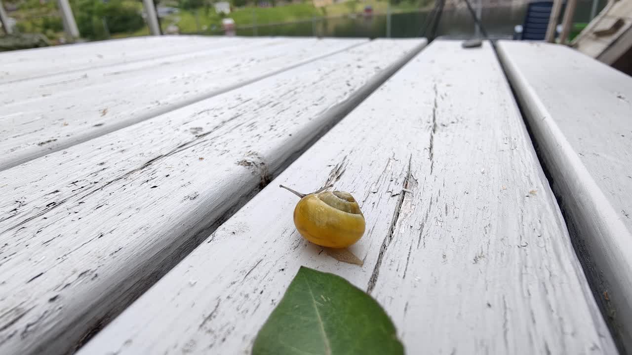 ⁇  입술 달 ⁇ 이 세페아 호르텐시스 기어 다니는 나무 테이블