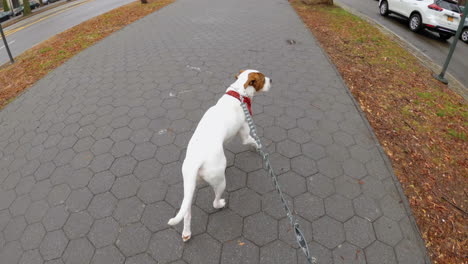 vista en primera persona de un dueño paseando a un perro