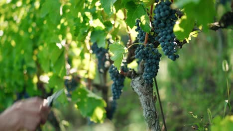 hands cutting ripe bunch of red grapes in vineyard