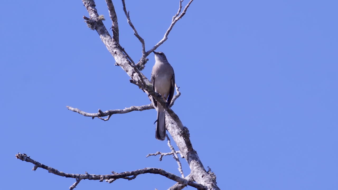 sinsonte del norte, posado en una rama sin hojas