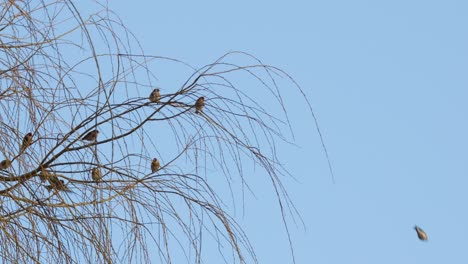 Flock-of-small-birds,-Yellow-tits-sitting-in-a-weeping-willow-tree-against-a-blue-sky