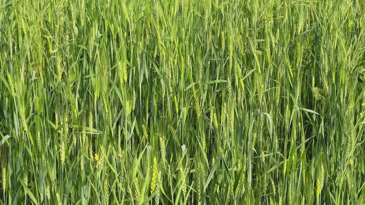 Nærbillede af grønne hvedeplanter, der svajer kraftigt i stærk vind, med tætte kornaks, kraftig naturlig bevægelse og en aktiv landbrugsmark i dagslys.