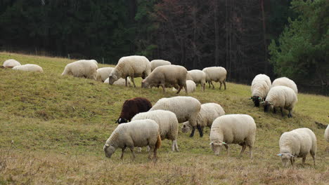 Eine-Schafherde,-Die-An-Einem-Herbstnachmittag-Auf-Einem-Hügel-Weidet