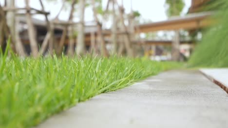 view of green grass while wind blowing