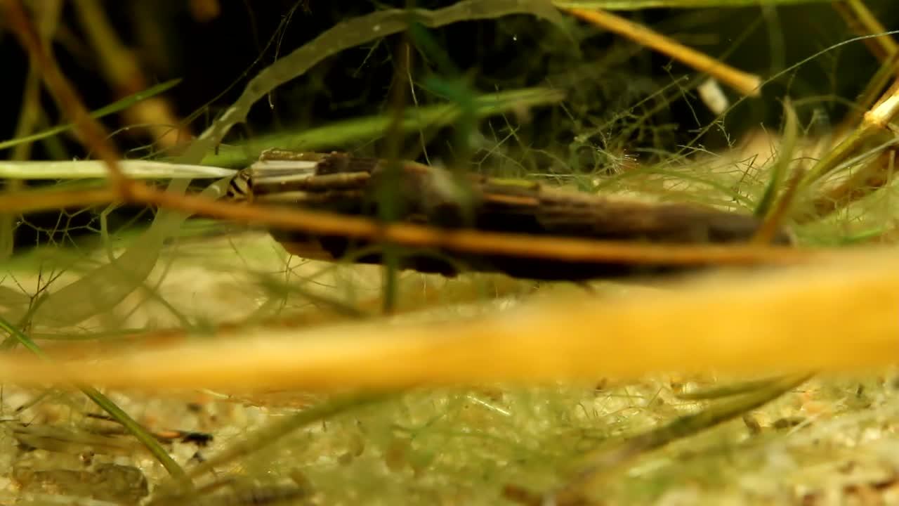 larva de caddisfly arrastrándose a través de la vegetación acuática