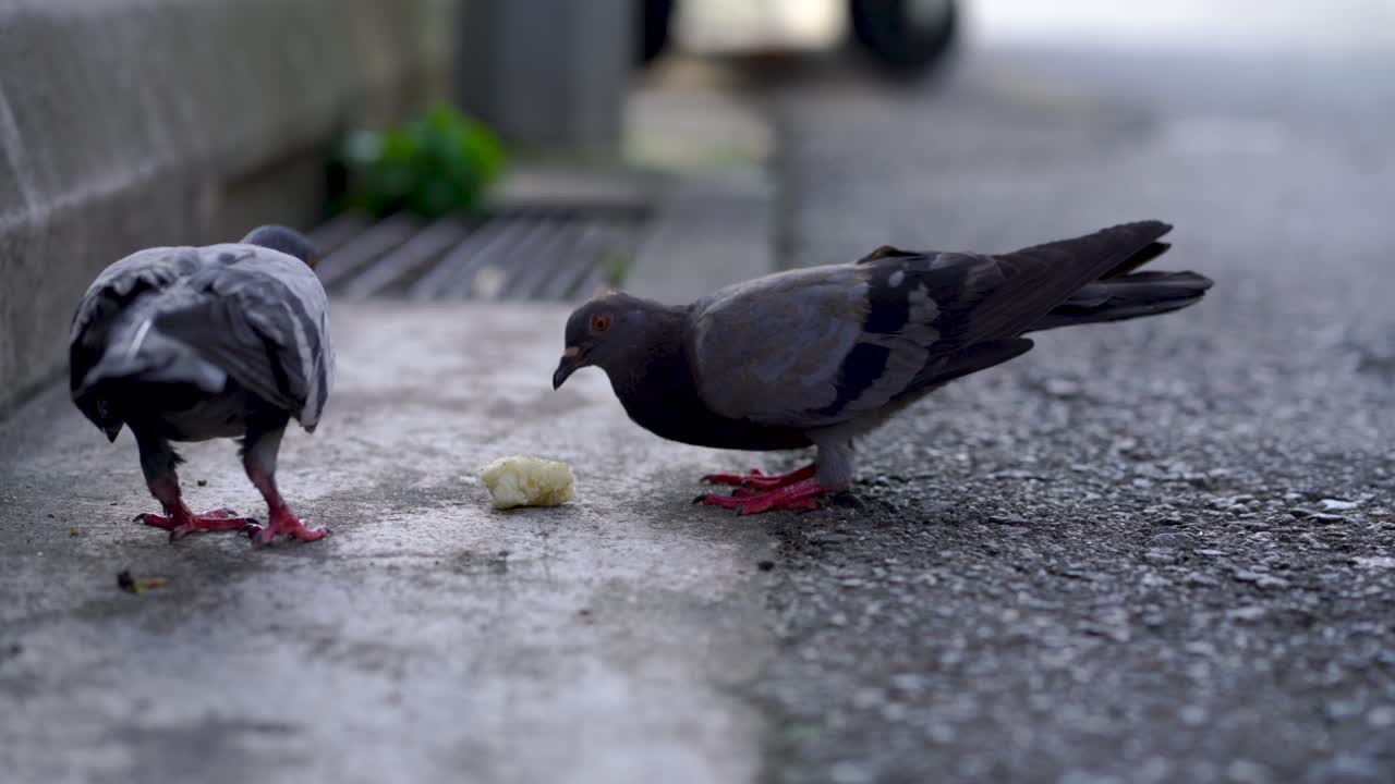 거리에서 빵을 먹는 두 마리의 비둘기