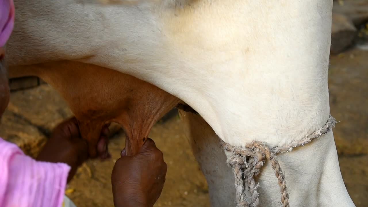 primo piano di una vacca da mungitura a mano da donna