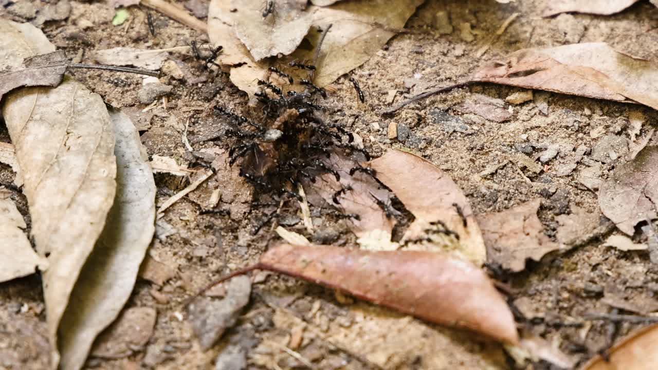 A group of ants traverses a forest floor covered with dry leaves and soil.