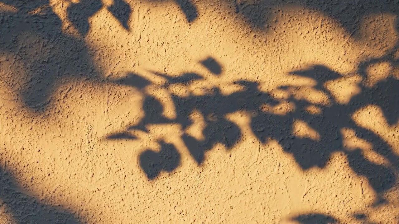 Moving Shadows of Leaves on a Textured Wall in Golden Sunlight